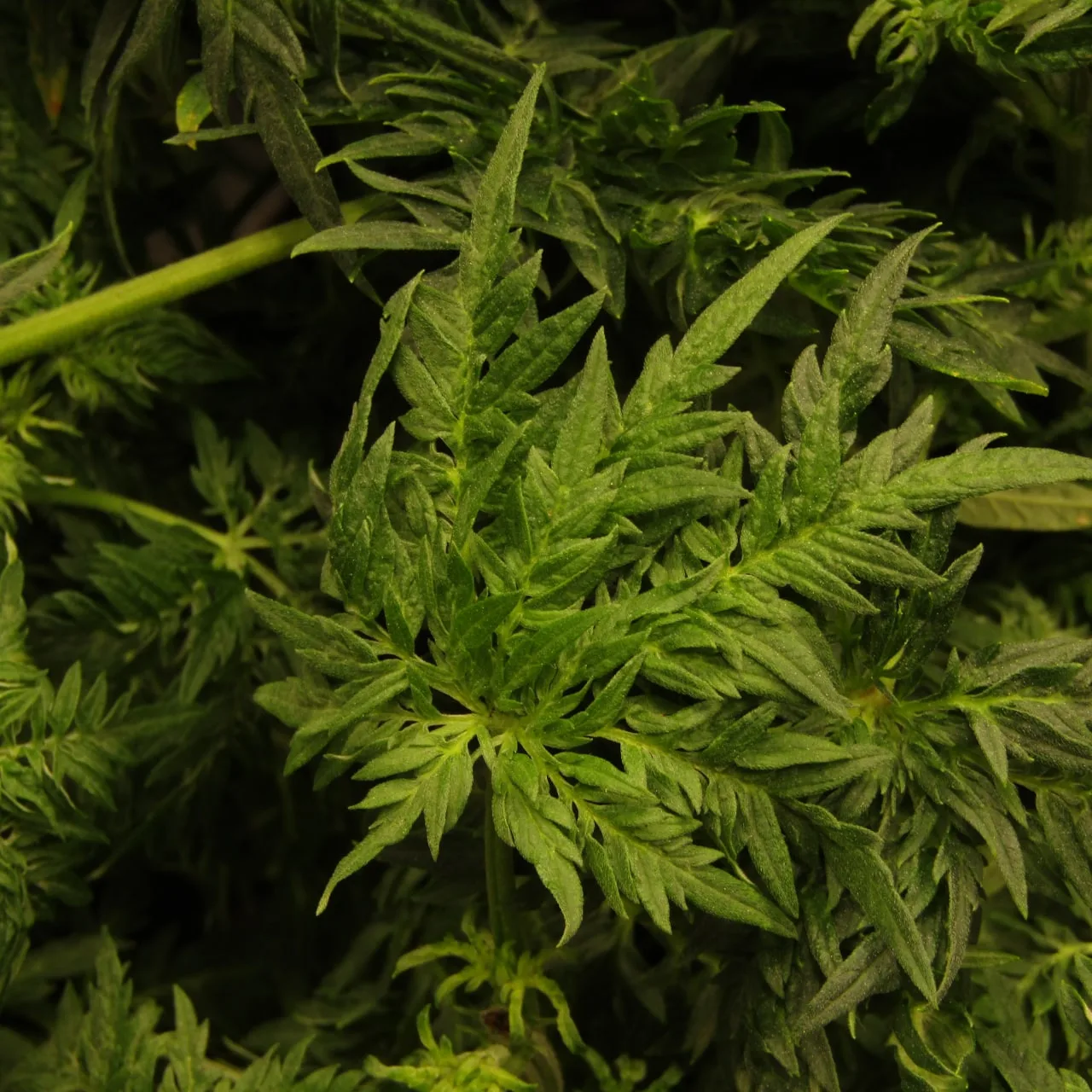 Close-up of a leaf with narrow leaflets overlapping from the base.
