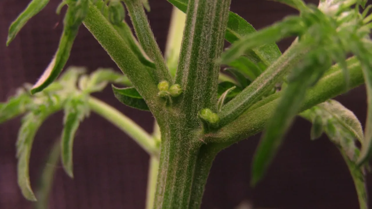 Nahaufnahme eines behaarten Stamms mit Paaren runder grüner männlicher Knospen an den Knoten.