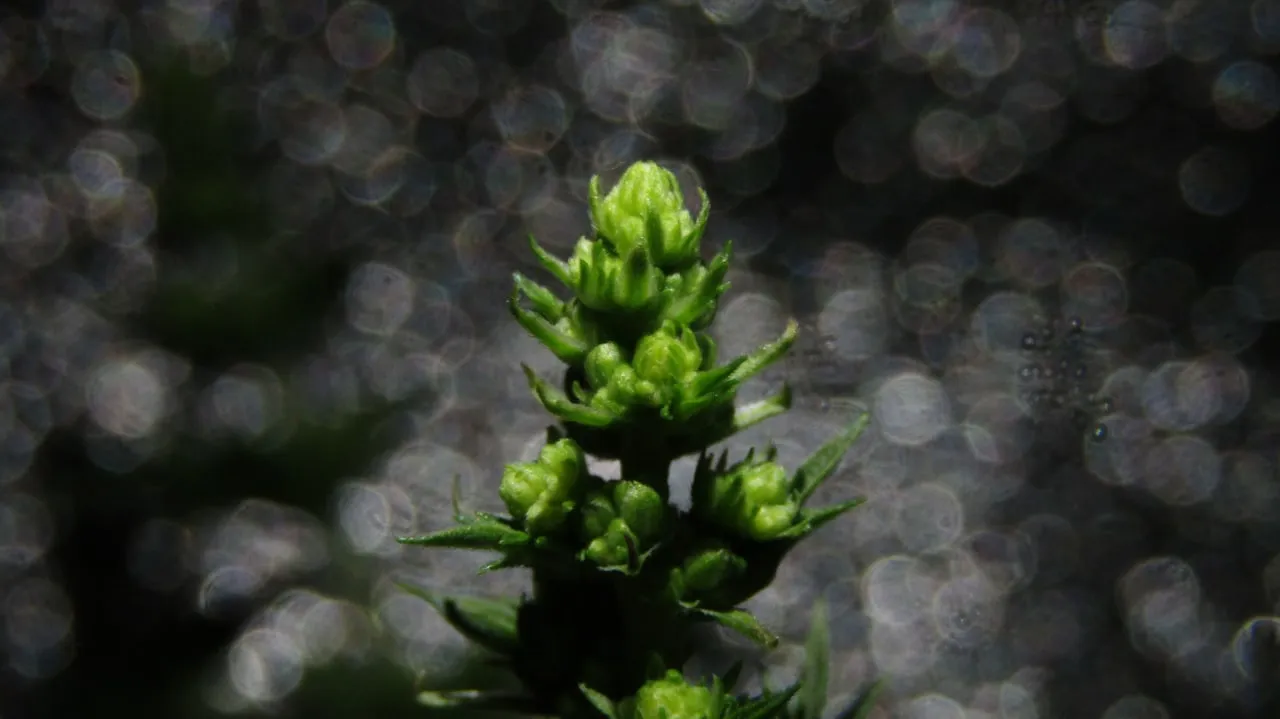 Triebspitze mit Etagen männlicher Knospen vor einem verschwommenen grauen Hintergrund mit Lichtreflexen.
