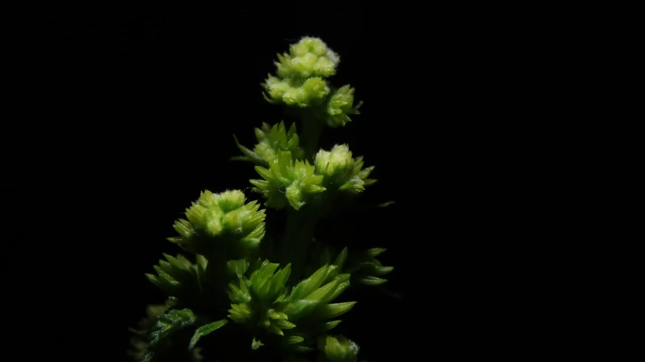 Hellgrüne Spitze mit runden Ansammlungen männlicher Knospen auf schwarzem Hintergrund.