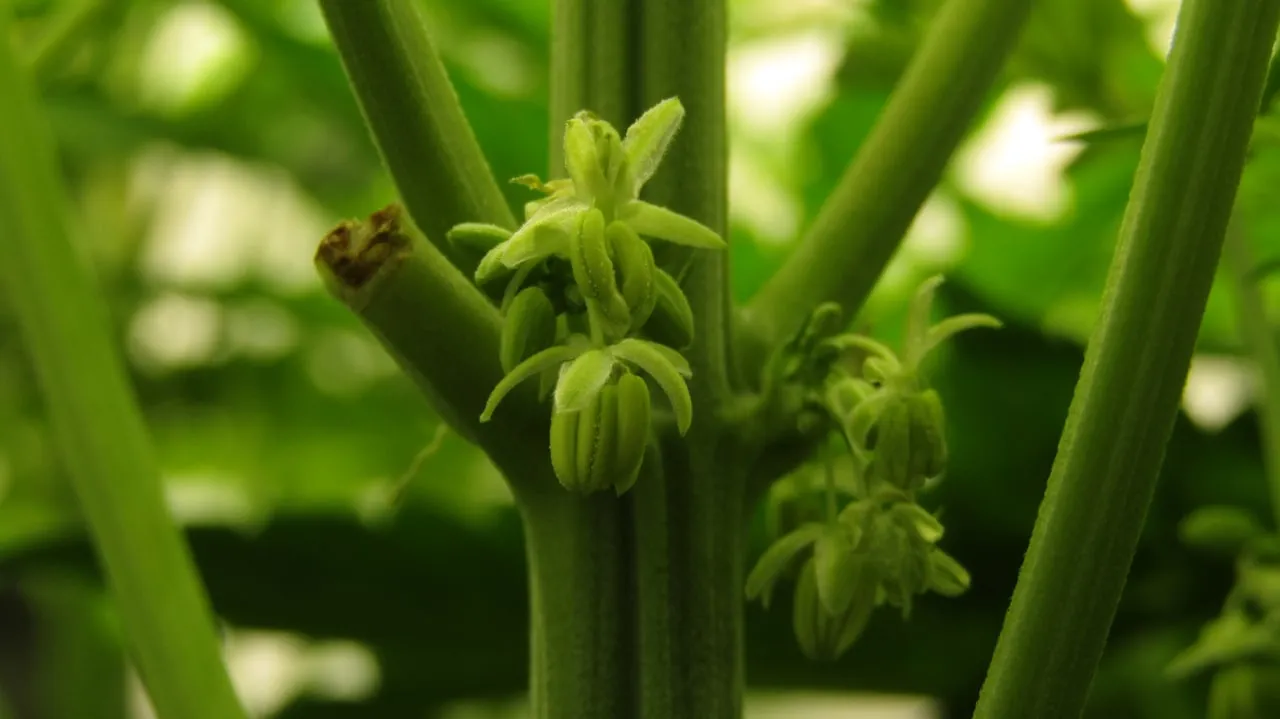 Makroaufnahme eines Stamms mit Ansammlungen grüner männlicher Blüten an den Knoten vor verschwommenem grünem Hintergrund.