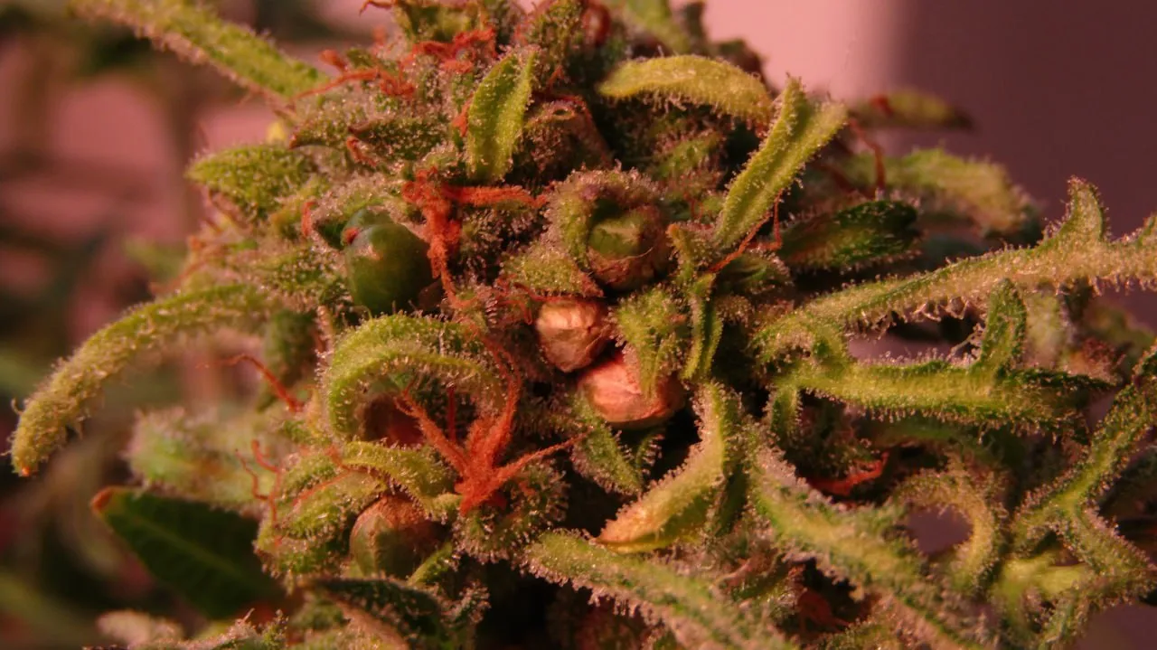 Nahaufnahme einer Blüte mit orangefarbenen Blütenfäden und hellen Samen zwischen den Hochblättern.