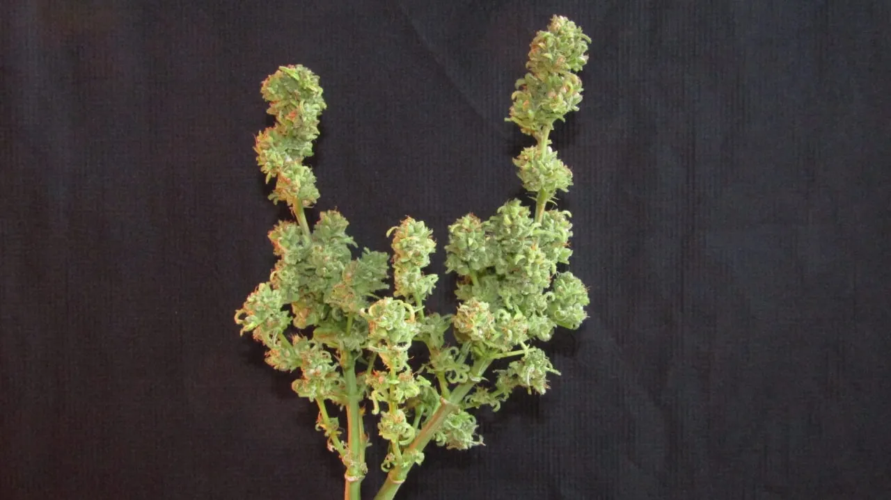 Zwei Colas mit dichten Buds und eingerollten Zuckerblättern auf schwarzem Stoff.