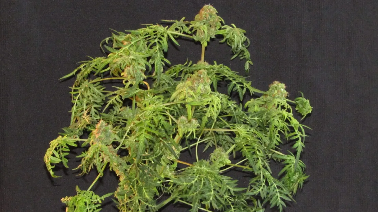 Eine verzweigte Pflanze mit tief eingeschnittenen Blättern und rundlichen Buds vor schwarzem Stoff.