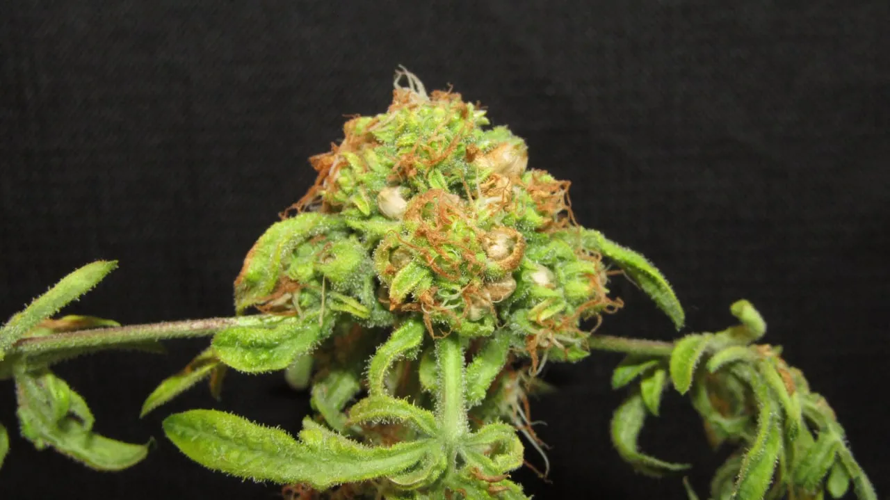 Nahaufnahme eines runden Buds mit orangefarbenen Blütenfäden und hellen Samen auf schwarzem Hintergrund.