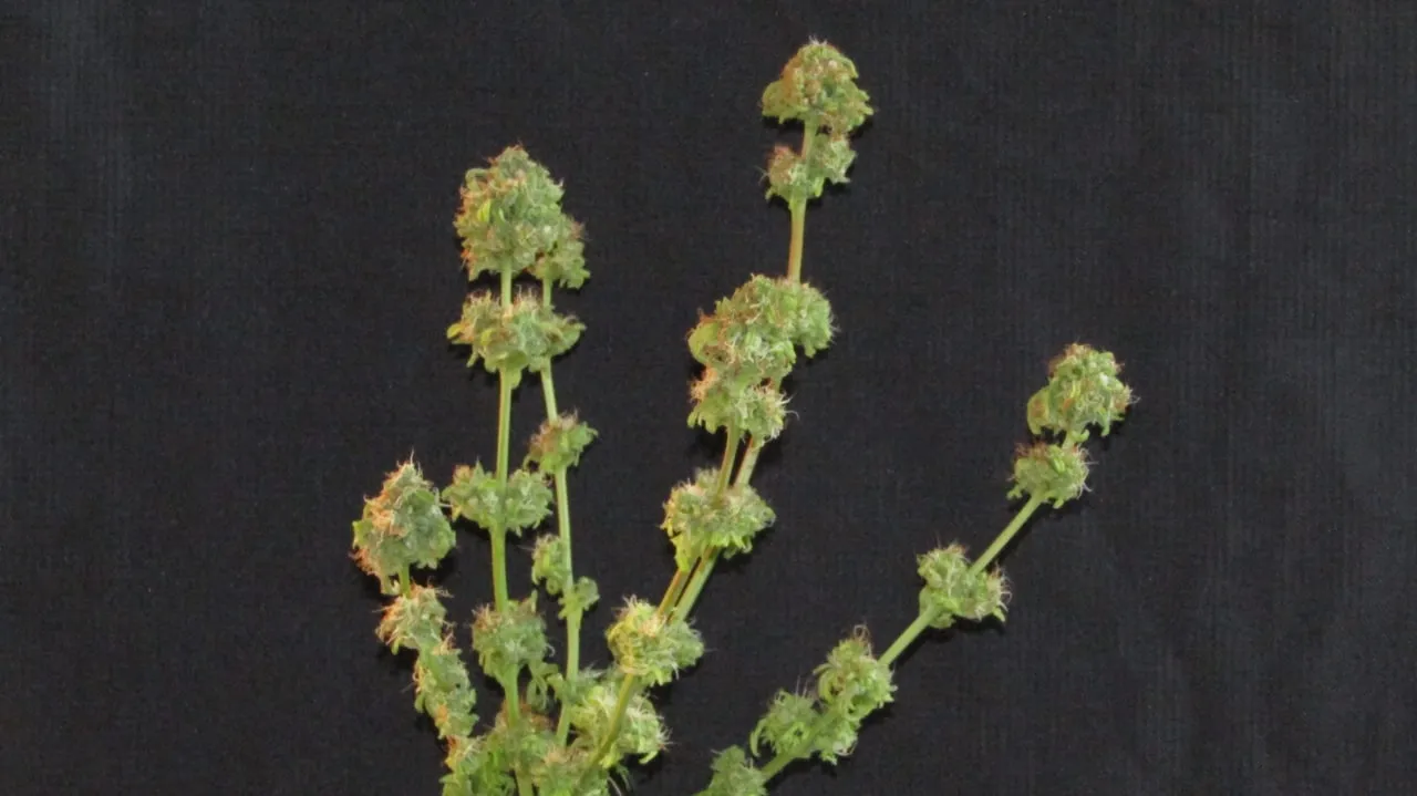 Mehrere dünne Colas mit weit auseinanderstehenden runden Buds auf schwarzem Stoff.