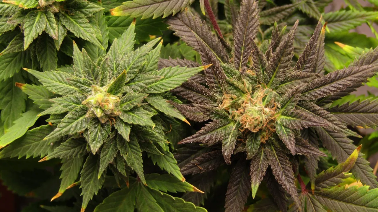 Zwei Buds nebeneinander: ein grüner links und ein violetter rechts.