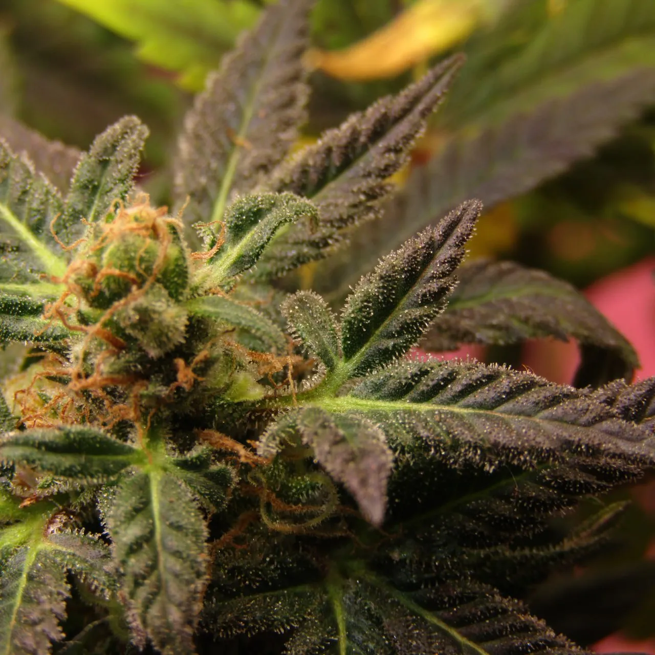 Nahaufnahme eines harzigen Buds mit orangefarbenen Blütenfäden zwischen violetten Blättern.