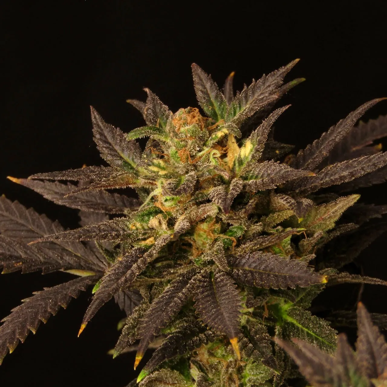 Ein Bud mit orangefarbenen Blütenfäden, umgeben von dunkelvioletten Blättern auf schwarzem Hintergrund.
