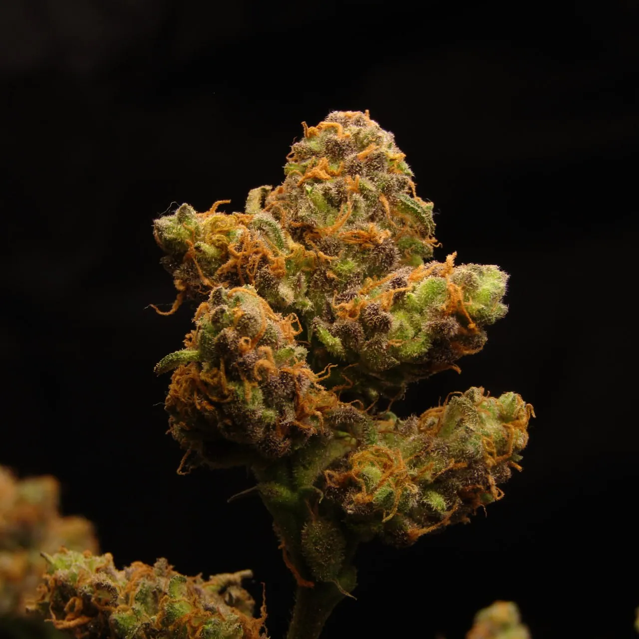 Nahaufnahme eines Buds mit orangefarbenen Blütenfäden und violetten Kelchen auf schwarzem Hintergrund.