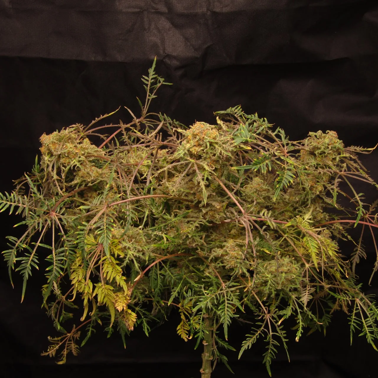 A wide crown of narrow split leaves and flowers on dark cloth.