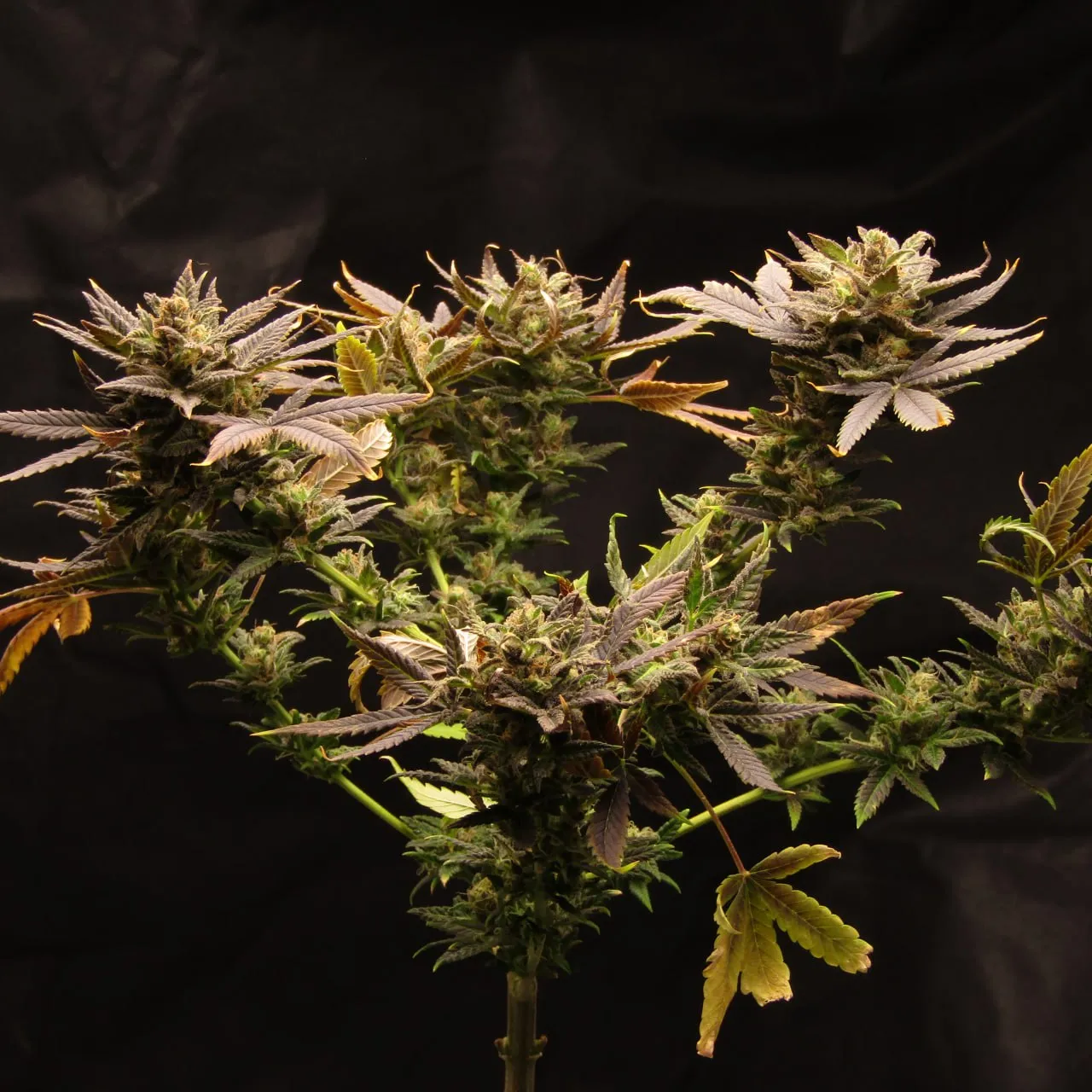 Die Spitzen einer Pflanze mit mehreren Buds und violetten Blättern auf schwarzem Hintergrund.