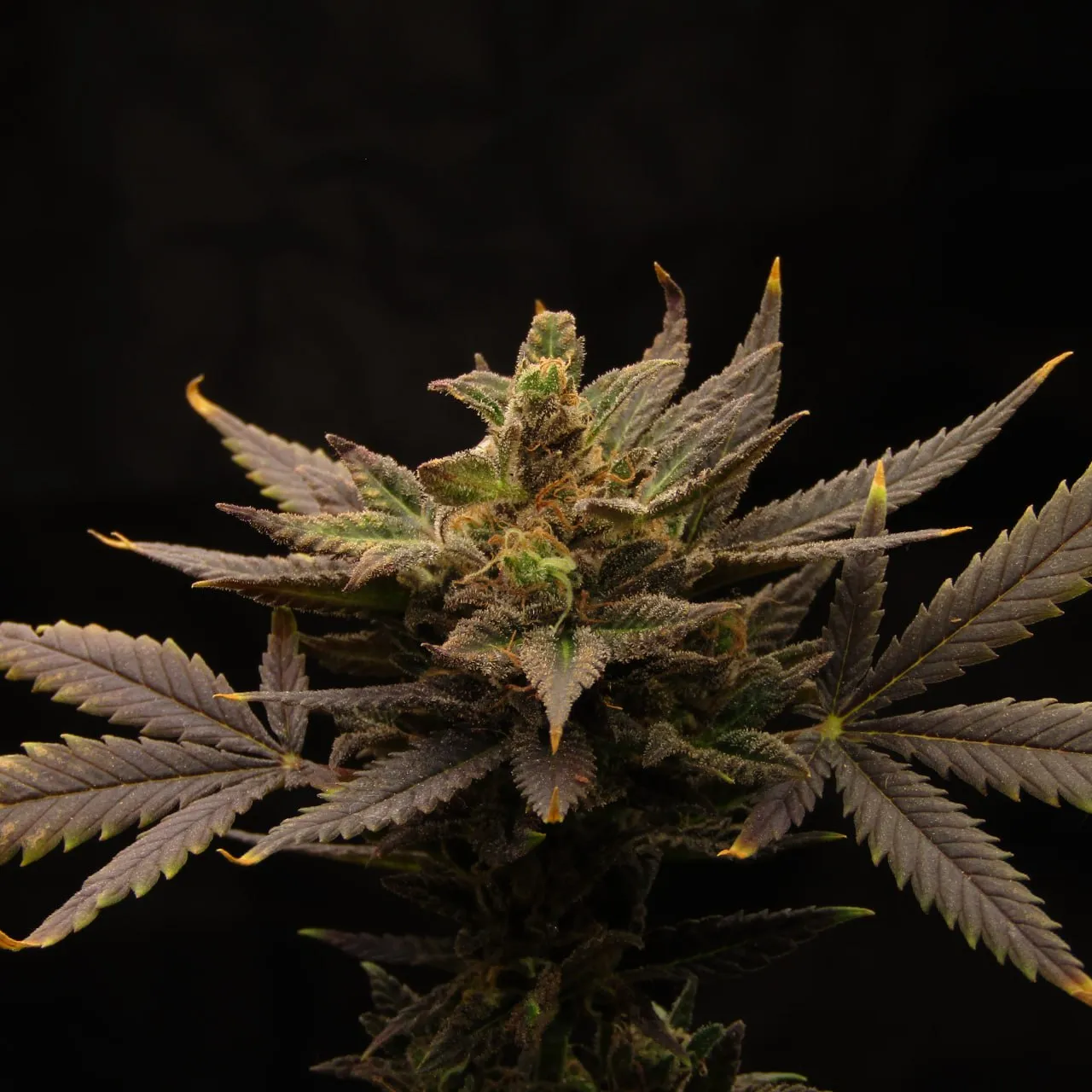 Ein Bud mit dunkelvioletten Blättern auf schwarzem Hintergrund.