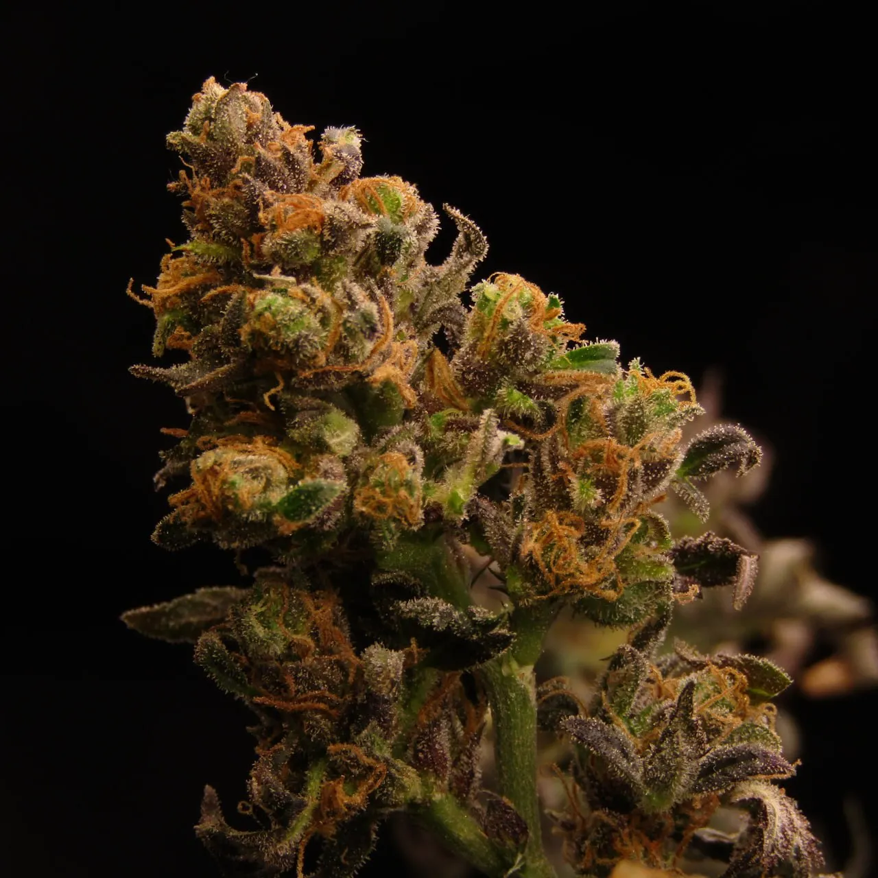 Ein dichter Bud mit orangefarbenen Blütenfäden und Trichomen auf schwarzem Hintergrund.