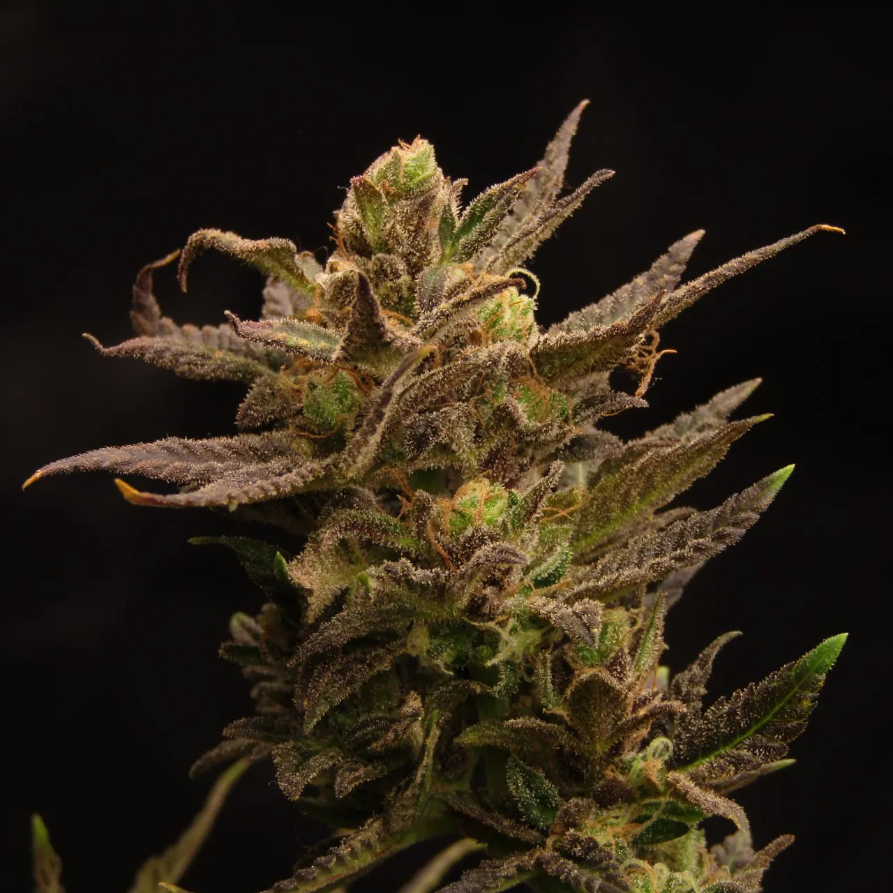 Eine Spitze mit einem Bud und dunkelvioletten Zuckerblättern auf schwarzem Hintergrund.