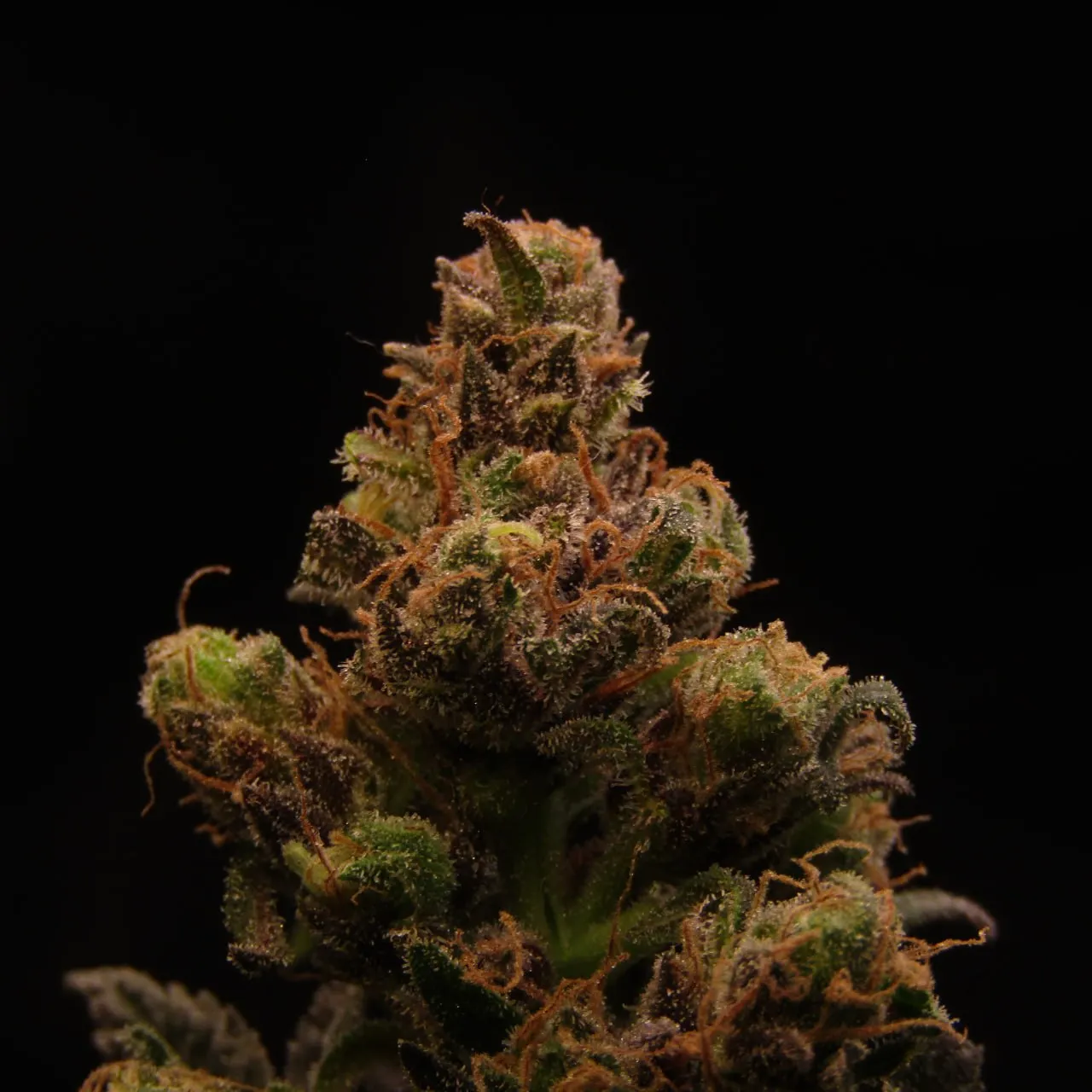 Nahaufnahme eines Buds mit orangefarbenen Blütenfäden und Trichomen auf schwarzem Hintergrund.