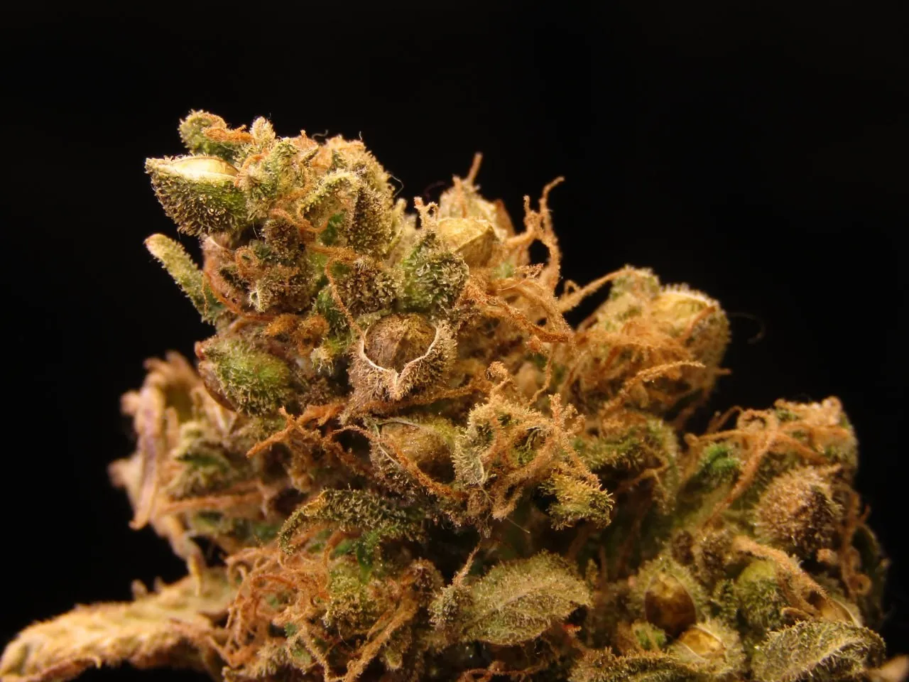 Nahaufnahme eines Buds mit Blütenfäden und Trichomen, mit sichtbaren Samen zwischen den Kelchen.