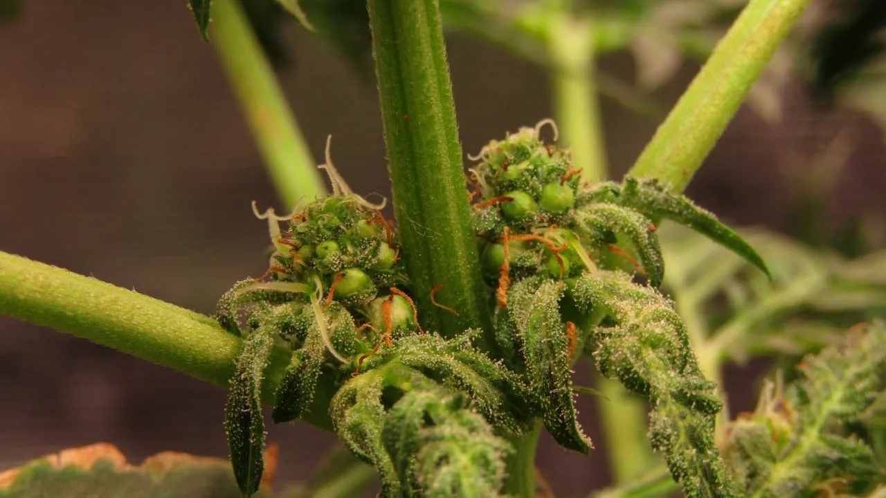 Nahaufnahme zweier Cannabisblütenstände auf beiden Seiten eines Stamms mit geschwollenen grünen Samenhochblättern und orangefarbenen Blütenfäden.