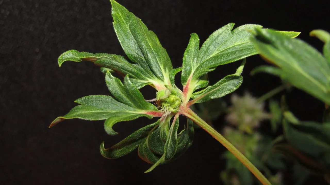 Ein breites Cannabisblatt mit einer kleinen grünen Blütenknospe am Verbindungspunkt seiner Blattfinger vor schwarzem Stoff.