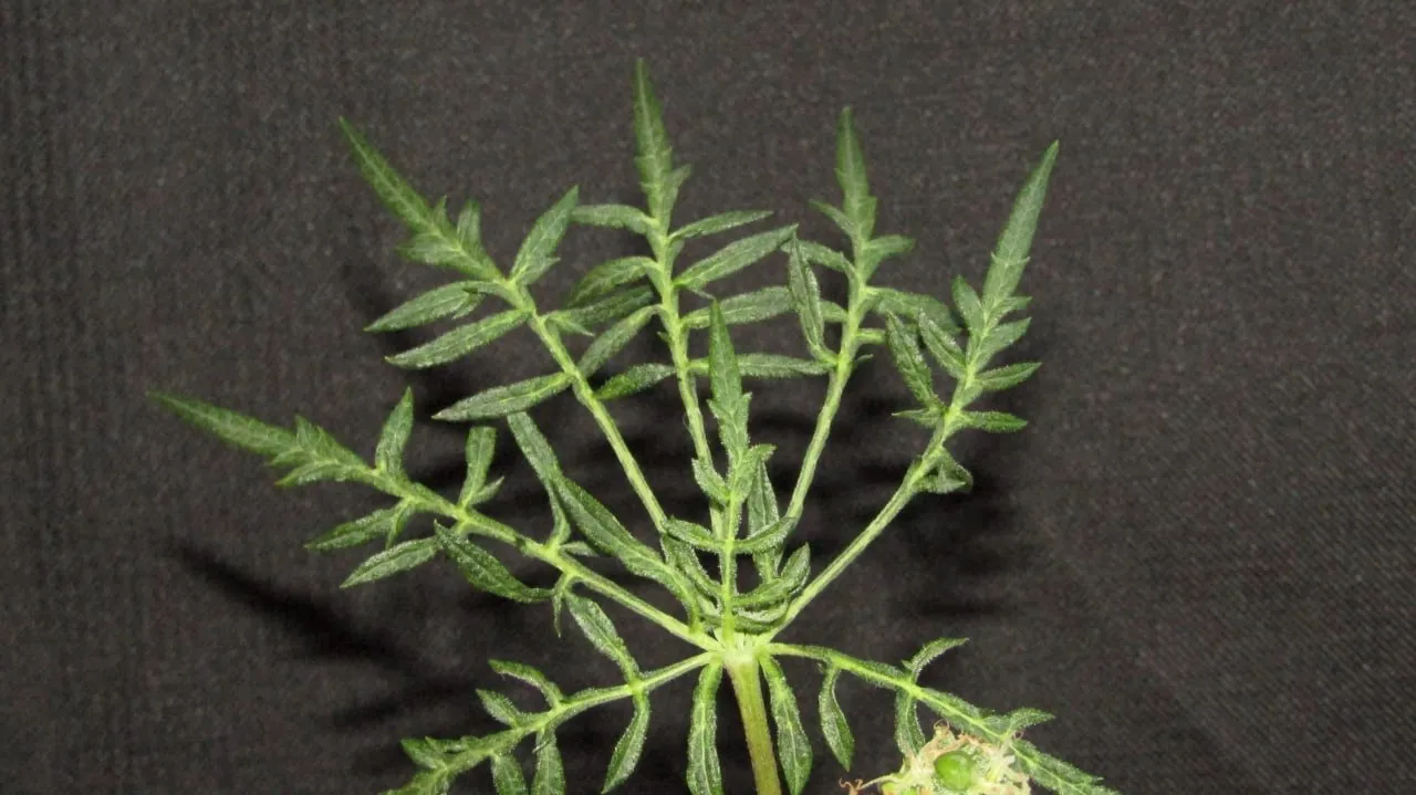 Ein tief geteiltes Cannabisblatt mit dünnen, fein gezähnten Blattfingern vor schwarzem Stoff.