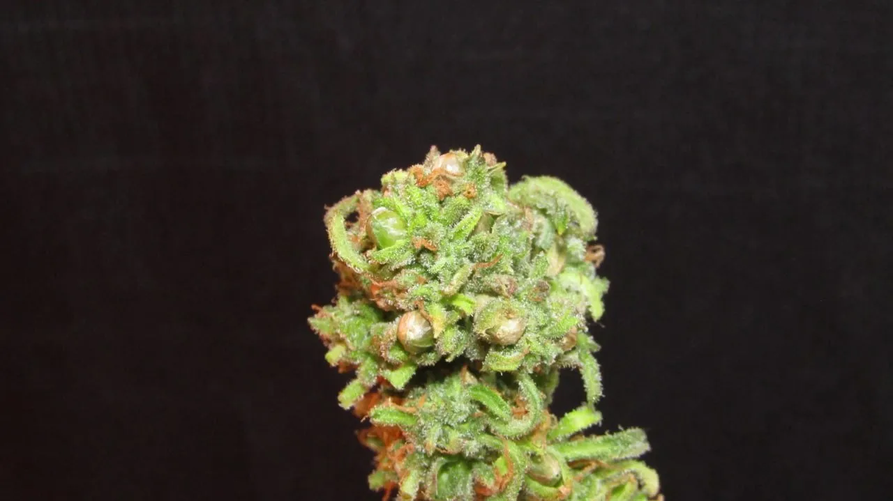 Ein einzelner dichter Cannabisbud mit sichtbaren Samen zwischen seinen Hochblättern vor schwarzem Stoff.
