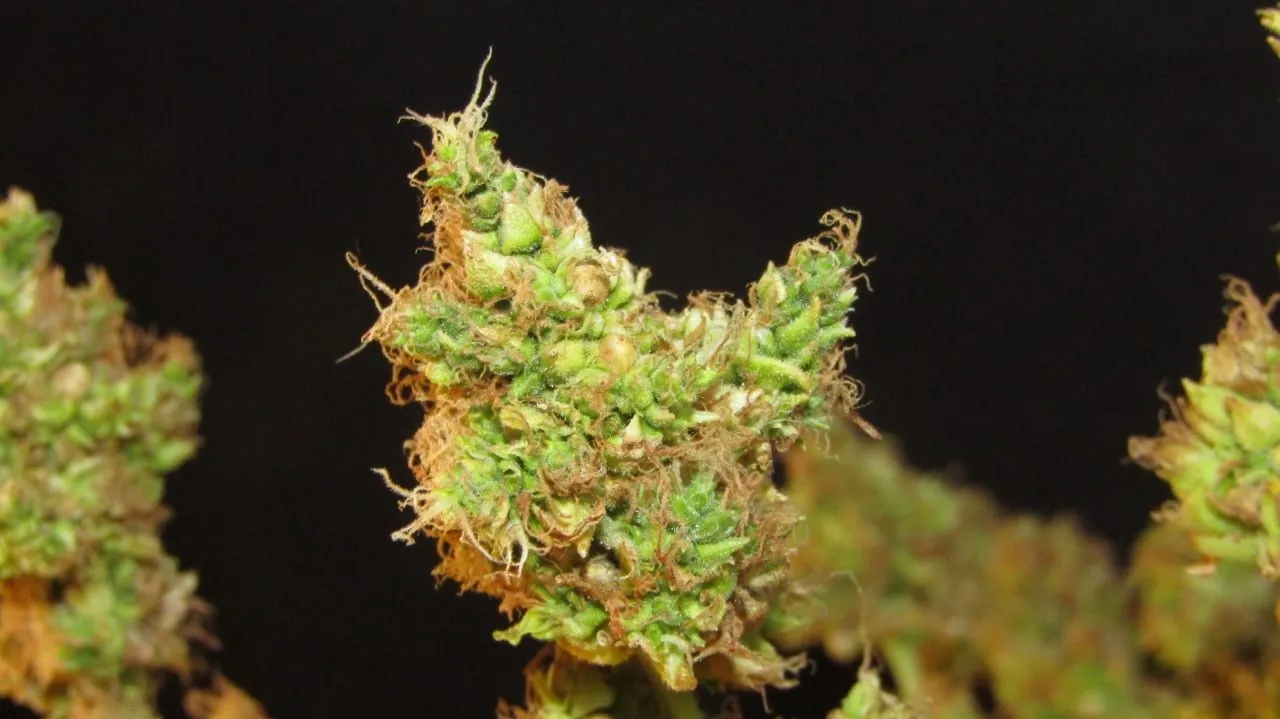 Ein besamter Cannabisbud mit orange-braunen Blütenfäden vor schwarzem Hintergrund, mit verschwommenen Buds an den Seiten.
