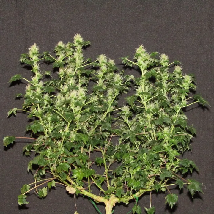 A wide, many-branched cannabis plant with pale flower clusters, set against dark grey cloth.
