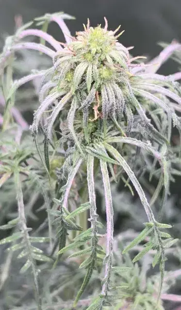 Sawtooth Skunk, Quellenfoto