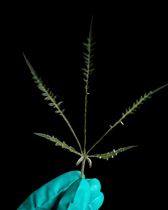 @terpyz.mutant.leaves, 2. Oktober 2026