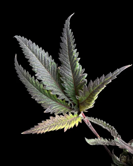 @terpyz.mutant.leaves, 10. Oktober 2026